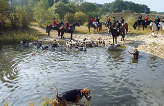 Photo Jagdhunde baden in einem See