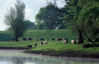 Photo Elbufer mit Kühen die grasen