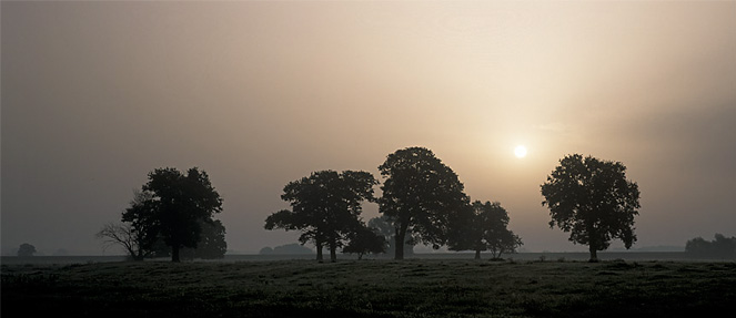 Photo Sonnenaufgang über einer Wiese mit Bäumen