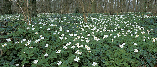 Photo einer Waldwiese mit weißen Blumen