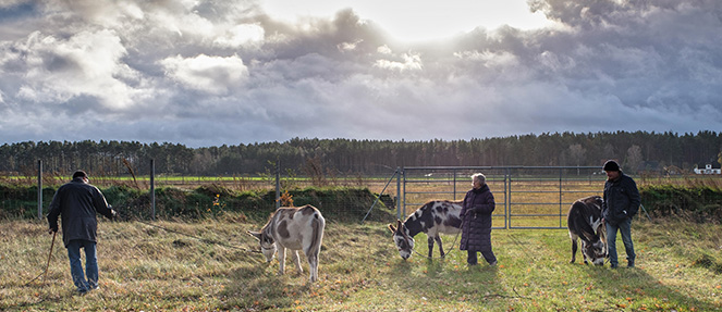 Photo am Rande von Trebel eine Gruppe der Eselwanderung